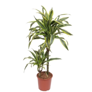 Dracaena fr de 'LemonLime'