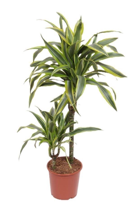 <h4>Dracaena fr de 'LemonLime'</h4>