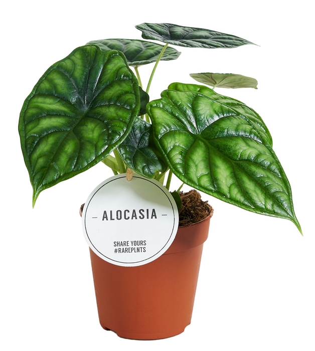 <h4>Alocasia  'Dragon Scale'</h4>