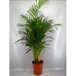 Dypsis lutescens   ...Chrysalidoca