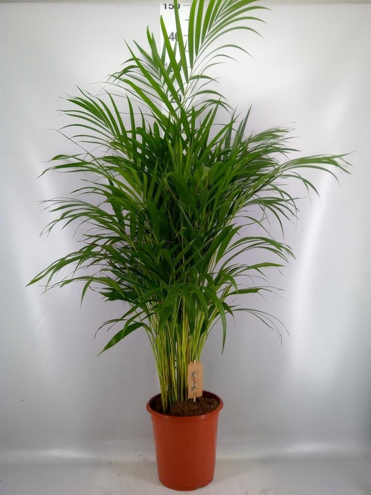 <h4>Dypsis lutescens   ...Chrysalidoca</h4>
