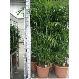 Chamaedorea seifrizii