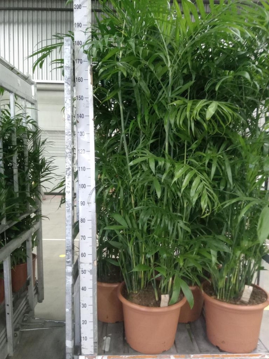 <h4>Chamaedorea seifrizii</h4>