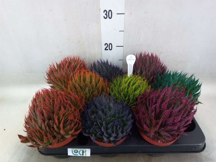 <h4>Aloe aristata</h4>