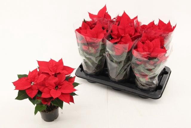 <h4>EUPHOR P CHR UNIVERS</h4>