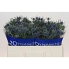 Eryngium Blue Dynamite