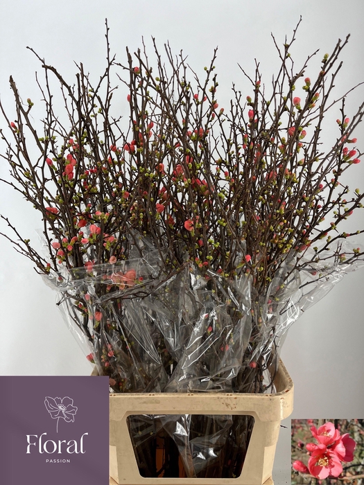 <h4>CHAENOMELES SUPERBA</h4>