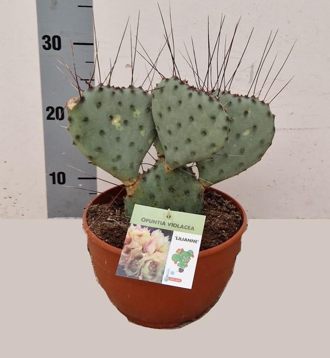 <h4>OPUNTIA</h4>
