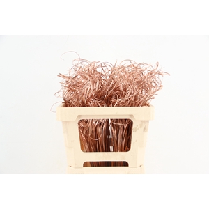 Stem Ting Ting Copper Per Stem 50cm