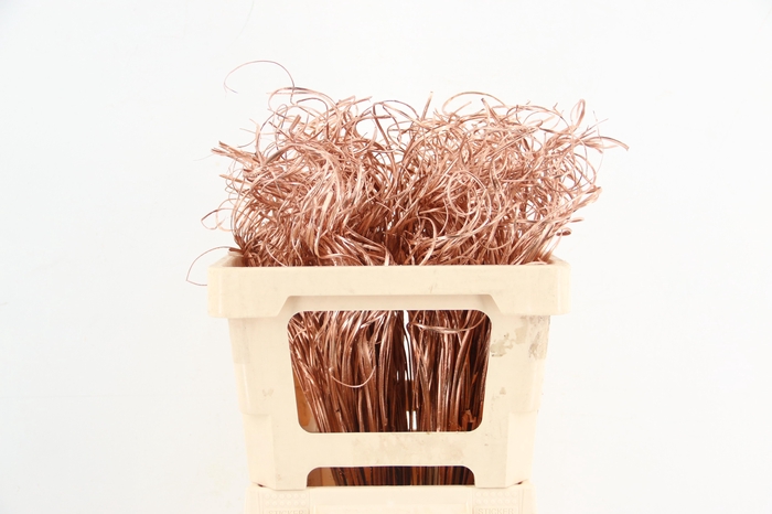 <h4>Stem Ting Ting Copper Per Stem 50cm</h4>