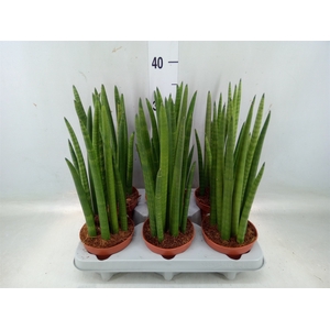 Sansevieria cyl.  ...