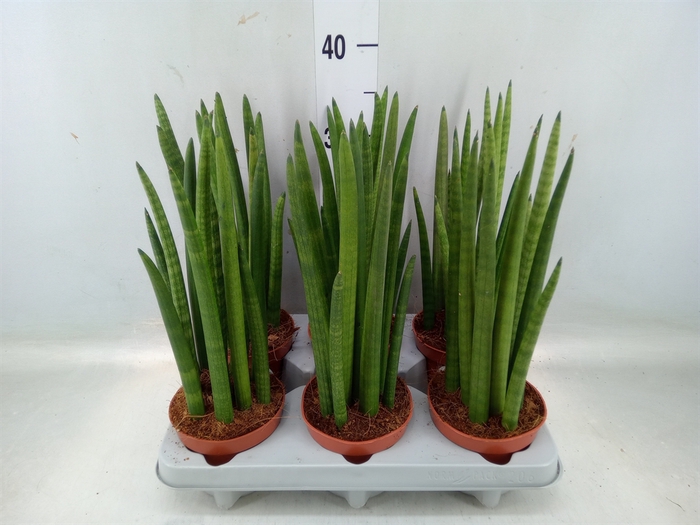 <h4>Sansevieria cyl.  ...</h4>