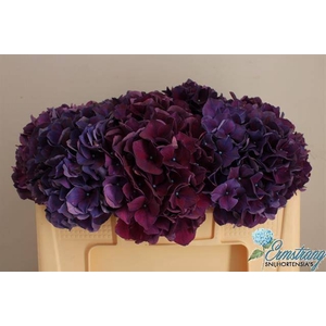 HYDRANGEA MACROPHYLLA MAGICAL RUBYR