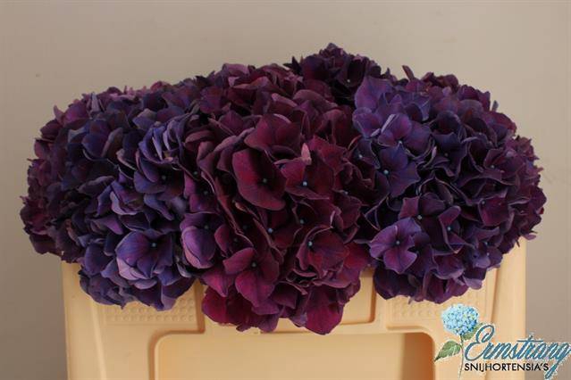 <h4>HYDRANGEA MACROPHYLLA MAGICAL RUBYR</h4>