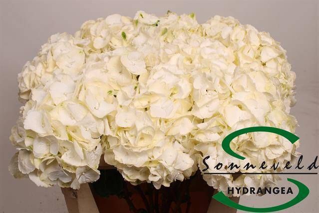 <h4>HYDR M CH WHI VER CL</h4>
