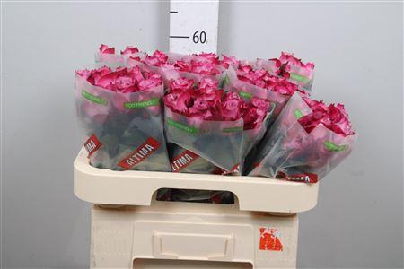 <h4>R Gr Deep Purple</h4>