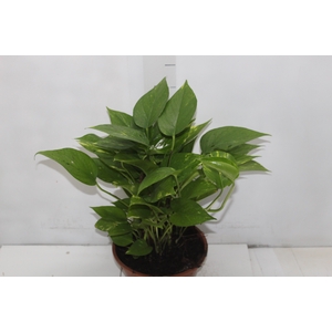 JIBOIA VERDE C21