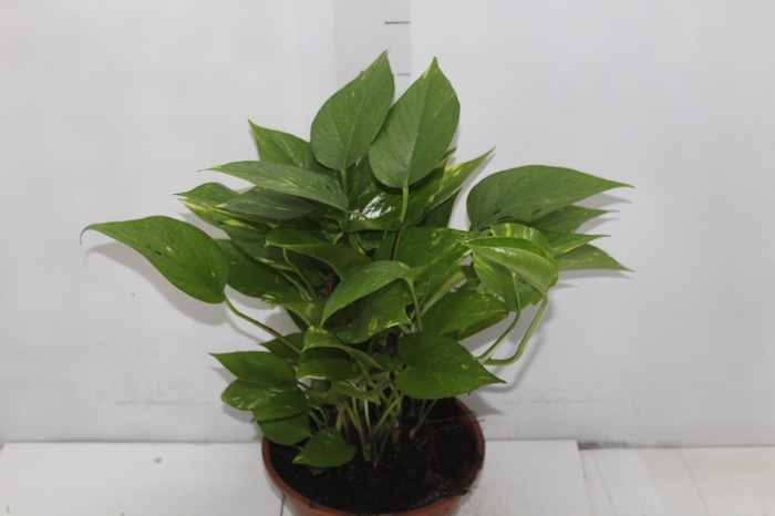 <h4>JIBOIA VERDE C21</h4>