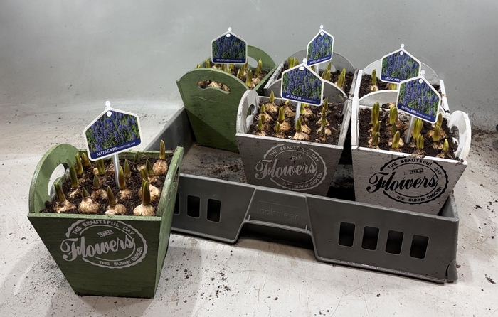 <h4>ARR MUSCARI</h4>