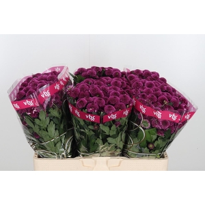 Chr San Aaa Purpetta