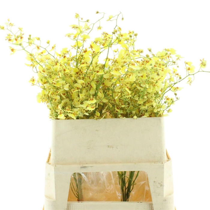 <h4>Oncidium Adele</h4>