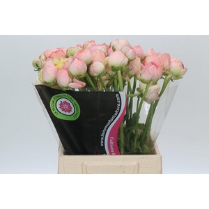 Ranunculus Clooney Gran Pastel