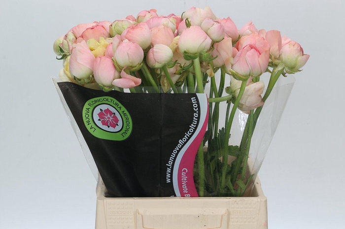 <h4>Ranunculus Clooney Gran Pastel</h4>
