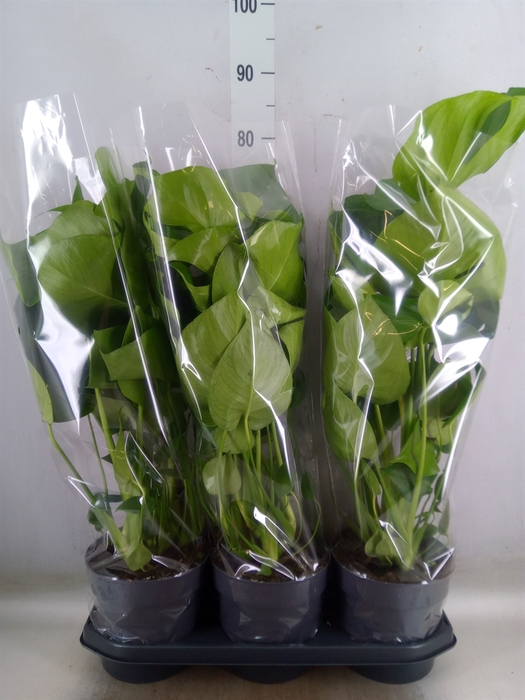 <h4>Monstera delic.</h4>