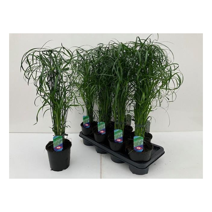 <h4>CYPER ALTERNIFOLIUS</h4>