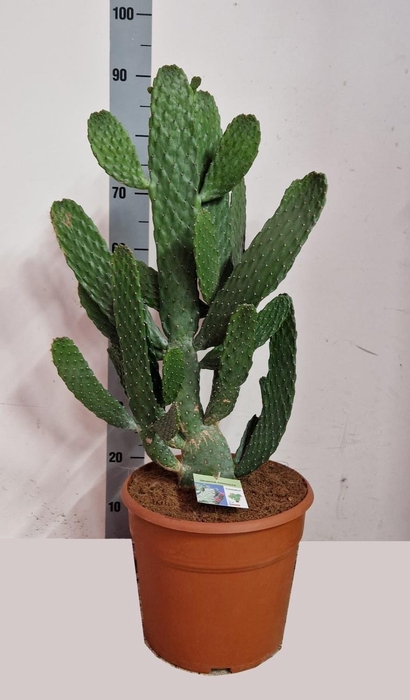 <h4>OPUNTIA</h4>