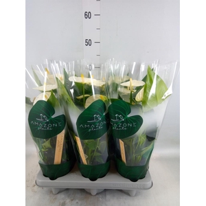 Anthurium andr. 'Samora'