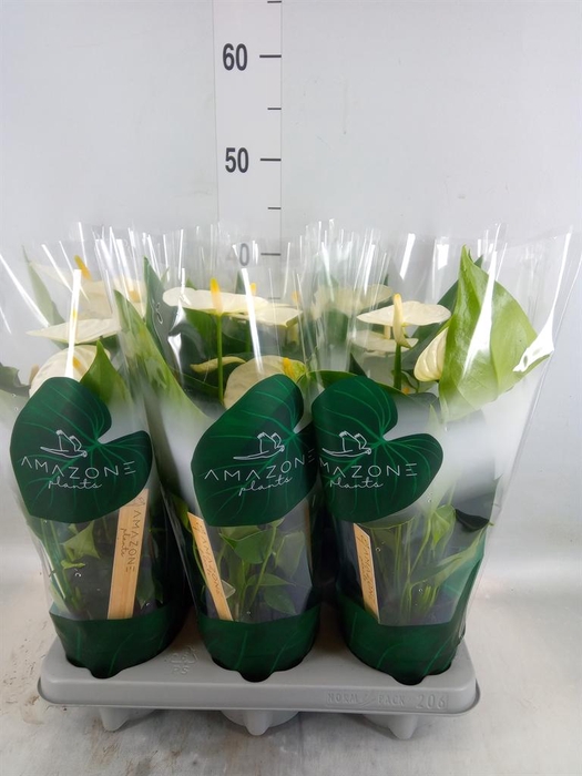 <h4>Anthurium andr. 'Samora'</h4>