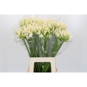 AGAP EYFORI WHITE