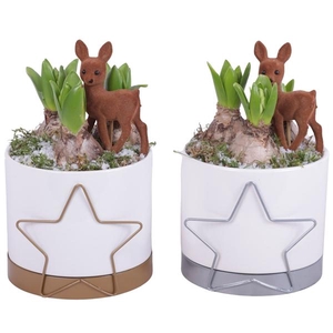 Christmas Arr. Hyacint Ceramic Pot Metal Starframe Ø13cm 3PP