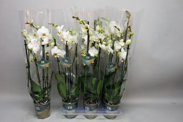 PHAL OV WIT