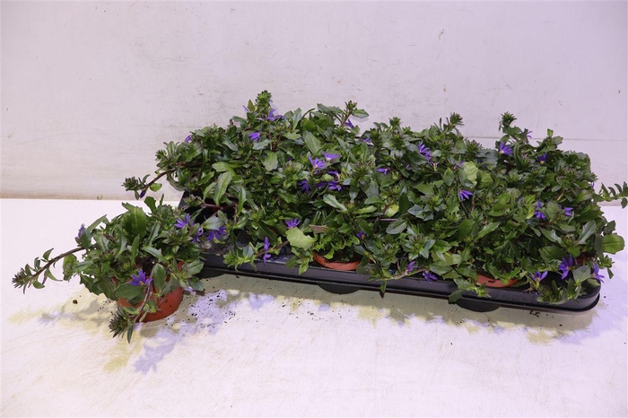 <h4>arr8 Scaev Sal Blue Fan</h4>