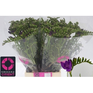 Freesia du Blue Bayou