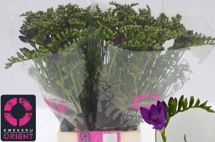 <h4>Freesia du Blue Bayou</h4>