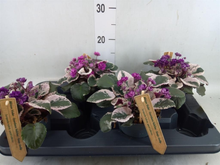 <h4>Saintpaulia   ...</h4>