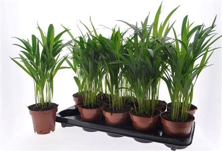 <h4>Dypsis Lutescens 15pp</h4>