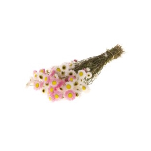 .Acroclinium mixed