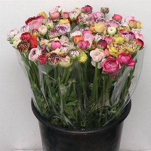 Ran El Stripe Mix Extra