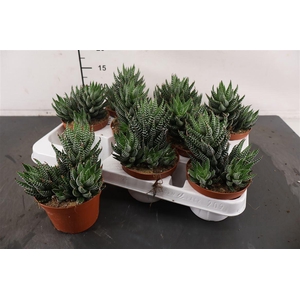Haworthia 10.5 Cm. P. Super Fasciata