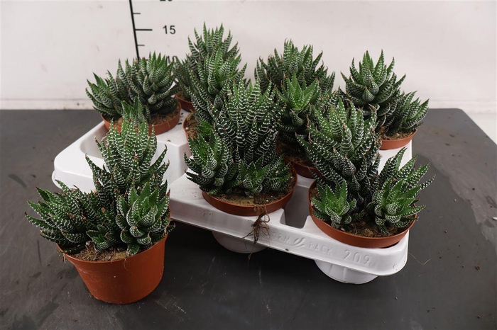 <h4>Haworthia 10.5 Cm. P. Super Fasciata</h4>