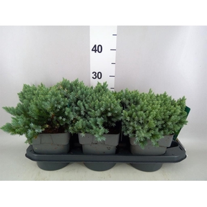 Juniperus squamata 'Blue Star'