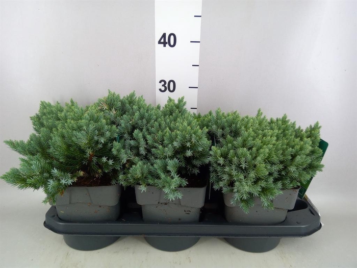 <h4>Juniperus squamata 'Blue Star'</h4>