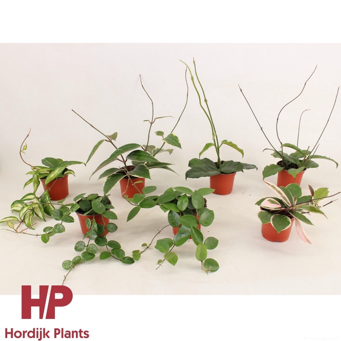 <h4>Hoya Mix P9</h4>