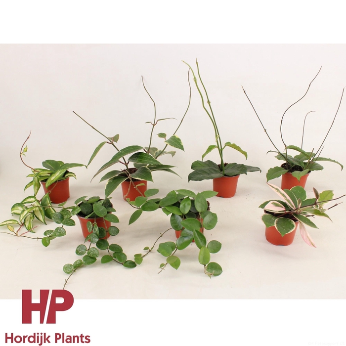 <h4>Hoya Mix P9</h4>