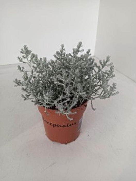 <h4>Calocephalus browni</h4>