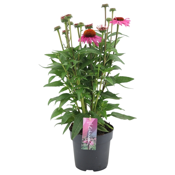 <h4>Echinacea Mooodz Courage p17 (NL)</h4>